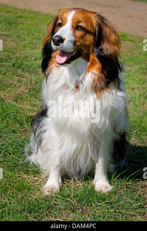 Petit Chien de la sauvagine néerlandaise (Canis lupus f. familiaris), deux ans assis dans l'herbe, Allemagne Banque D'Images