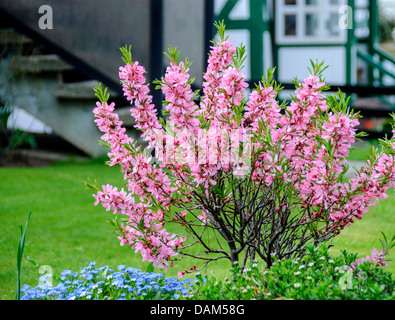 Amandier nain de Russie, Fédération de amande (Prunus tenella 'Fire', Prunus tenella Fire Hill), le cultivar Fire Hill Banque D'Images