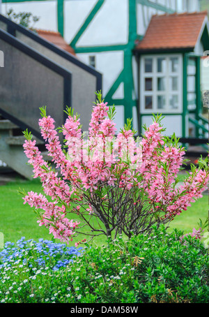 Amandier nain de Russie, Fédération de amande (Prunus tenella 'Fire', Prunus tenella Fire Hill), le cultivar Fire Hill Banque D'Images