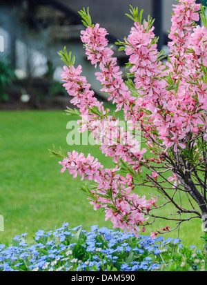 Amandier nain de Russie, Fédération de amande (Prunus tenella 'Fire', Prunus tenella Fire Hill), le cultivar Fire Hill Banque D'Images