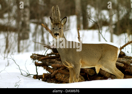 Le chevreuil (Capreolus capreolus), roebuck de velours, de la Suède, le Parc National de Hamra Banque D'Images