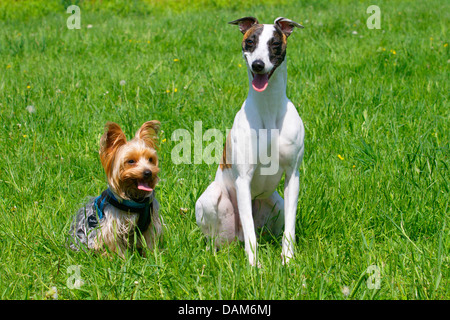 Whippet (Canis lupus f. familiaris), assis côte à côte avec un caniche dans un pré, Allemagne Banque D'Images