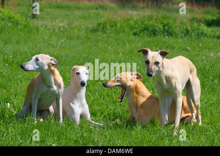 Whippet (Canis lupus f. familiaris), quatre Whippets dans un pré, Allemagne Banque D'Images