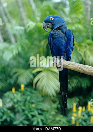 Hyacinth Macaw, Hyacinthine Macaw (Anodorhynchus hyacinthinus), sur abranch Banque D'Images