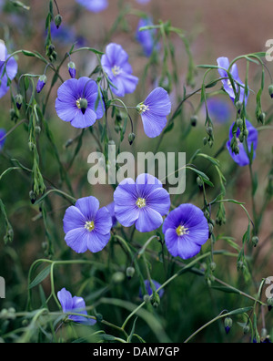 Lin vivace bleu, lin (Linum perenne), la floraison, l'Allemagne, 1 Banque D'Images