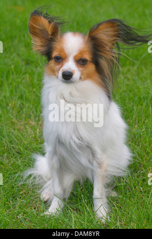 Papillon (Canis lupus f. familiaris), assis dans un pré, Allemagne Banque D'Images