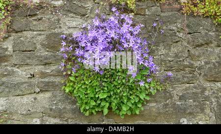 L'Poscharsky bellflower, Campanula poscharskyana campanule (serbe), croissant sur un vieux mur, Allemagne Banque D'Images