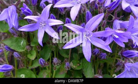 L'Poscharsky bellflower, Campanula poscharskyana campanule (serbe), fleurs, Allemagne Banque D'Images