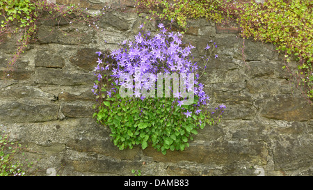 L'Poscharsky bellflower, Campanula poscharskyana campanule (serbe), croissant sur un vieux mur, Allemagne Banque D'Images