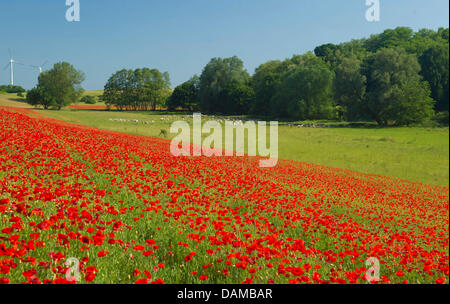 Une fille marche dans un champ de coquelicots rouge vif fleurissent sur les rives de la rivière Oder, Mallnow en Allemagne, le 30 mai 2011. Dans les temps anciens, le colorant rouge est fabriqué à partir des pétales rouges du coquelicot. Photo : PATRICK PLEUL Banque D'Images