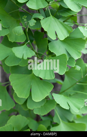 Feuillage d'un arbre Ginkgo biloba Banque D'Images