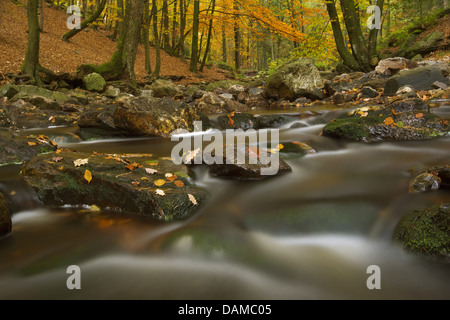 La Hoegne rivière en automne, Belgique, Hautes Fagnes Banque D'Images