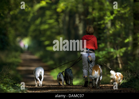 Femme marche avec cinq chiens à travers un bois de hêtre, Belgique Banque D'Images