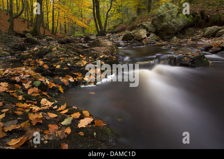 La Hoegne rivière en automne, Belgique, Hautes Fagnes Banque D'Images