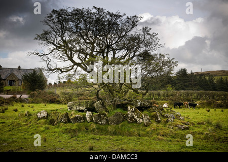 Loughmacrory III tombe néolithique wedge dans le comté de Tyrone, Irlande du Nord, Royaume-Uni Banque D'Images