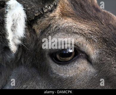 Close-up extrêmement détaillées et des récoltes de la tête et des yeux d'un cerf mâle ( Daim Dama dama) à se cacher dans les hautes herbes Banque D'Images