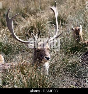 Close-up portrait of a male stag ( Daim Dama dama) à se cacher dans les hautes herbes Banque D'Images