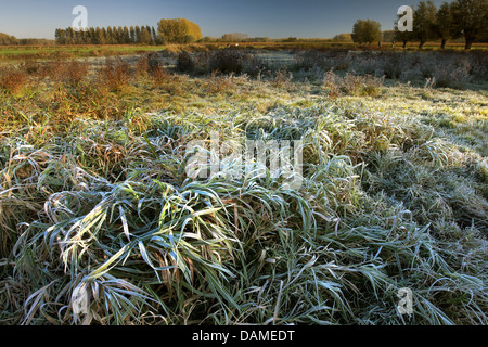 Givre dans un pré, Belgique, Grootmeers Scheldevallei, réserve naturelle Banque D'Images