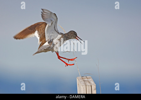 Chevalier gambette (Tringa totanus), l'atterrissage sur un sol en bois post, Pays-Bas, Zeeland, l'Oosterschelde National Park Banque D'Images