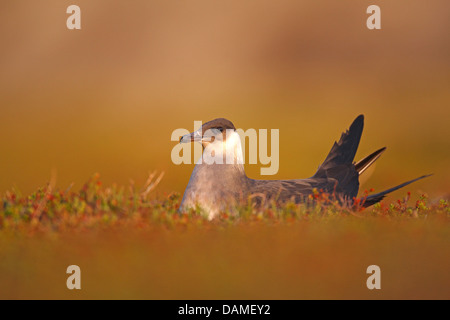 Parasitic Jaeger, Labbe parasite Labbe parasite (Stercorarius parasiticus), assis sur le nid et l'élevage, la Norvège Banque D'Images