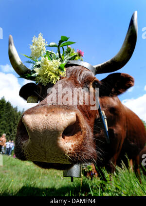 Red Mountain Harz bovins, décorées de fleurs et de plantes sur le front, à pied dans un troupeau à travers le village de Wildemann, Allemagne, 12 juin 2011. Des centaines de visiteurs sont venus pour voir le jour où traditionnels autour de 30 bovins sont poussés jusqu'aux pâturages chaperonnées par leur le "Shepperds. Photo : Peter Steffen Banque D'Images