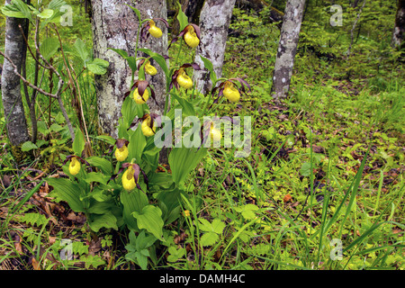 Lady's Slipper orchid (Cypripedium calceolus), qui fleurit dans une plaine, forêt de Bavière, Allemagne Banque D'Images