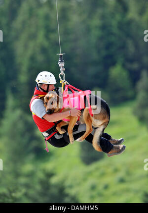 L'équipe de chiens de recherche d'avalanche de la pratique du service de sauvetage en montagne Bavière battant avec leurs chiens recherche dans les montagnes de Mittenwald, Allemagne, 17 juin 2011. Au cours de la pratique et propriétaire de chien sont enroulé vers le bas à partir d'un hélicoptère. Photo : FRANK LEONHARDT Banque D'Images