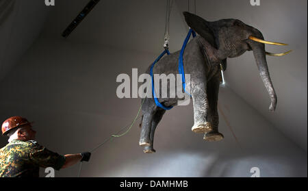 Des soldats de la Bundeswehr allemande sécuriser un éléphant en plastique flottante, c'est pris aux forces armées musée historique de Dresde, Allemagne, 17 juin 2011. L'éléphant, 330 du kilogramme de poids, a été prise à partir du dépôt du musée à l'étage supérieur de l'immeuble. Libeskind Photo : ARNO BURGI Banque D'Images