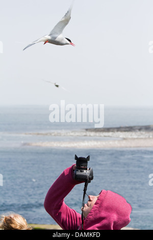 Une sterne arctique à propos de plonger vers le bas sur un photographe, pour protéger ses petits. La photo a été prise sur l'intérieur 2013 Farne Banque D'Images
