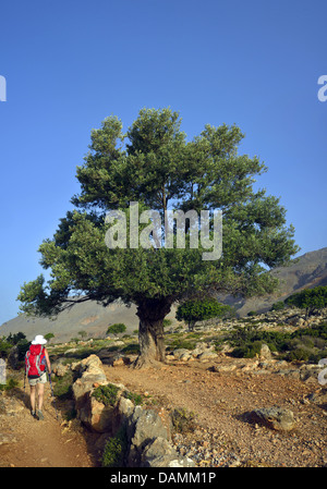 Olivier (Olea europaea ssp. sativa), female hiker au célèbre sentier E4 entre Loutro et Agia Roumeli, au sud-ouest de l'île de Crète, Grèce, Crete Banque D'Images