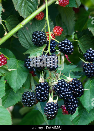 Blackberry arbustives (Rubus fruticosus 'Chester' sans épines, Rubus fruticosus) sans épines Chester, Chester cultivar sans épine Banque D'Images