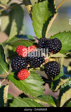 Blackberry arbustives (Rubus fruticosus 'Chester' sans épines, Rubus fruticosus) sans épines Chester, Chester cultivar sans épine Banque D'Images
