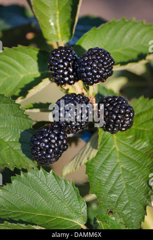 Blackberry arbustives (Rubus fruticosus 'Chester' sans épines, Rubus fruticosus) sans épines Chester, Chester cultivar sans épine Banque D'Images