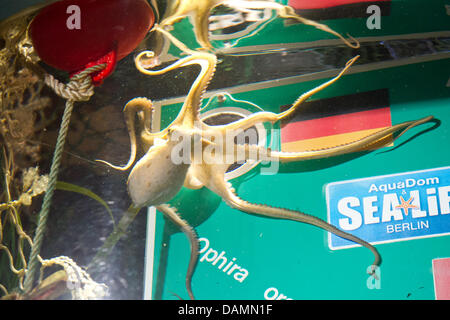 Orphia Octopus se trouve à la partie allemande d'un but wall au Sea Life à Berlin, Allemagne, 24 juin 2011. Les six mois prévus des animaux pour gagner de l'Allemagne le match d'ouverture de la Coupe du Monde de football féminin contre le Canada. Photo : Tobias KLEINSCHMIDT Banque D'Images