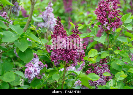 Le lilas commun (Syringa vulgaris 'Mme Antoine Buchner', Syringa vulgaris Mme Antoine Buchner), le cultivar Mme Antoine Buchner Banque D'Images