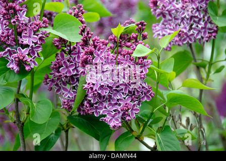 Le lilas commun (Syringa vulgaris 'Sensation', Sensation Syringa vulgaris), le cultivar Sensation Banque D'Images