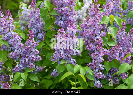 Le lilas commun (Syringa vulgaris), bloomin, Allemagne Banque D'Images