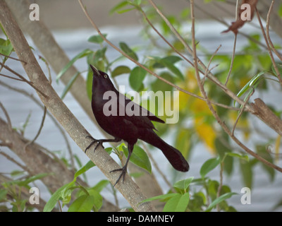 Caraïbes : Sainte-lucie Oiseaux Banque D'Images