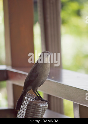 Caraïbes : Sainte-lucie Oiseaux Banque D'Images