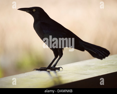 Caraïbes : Sainte-lucie Oiseaux Banque D'Images