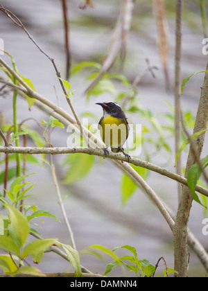 Caraïbes : Sainte-lucie Oiseaux Banque D'Images