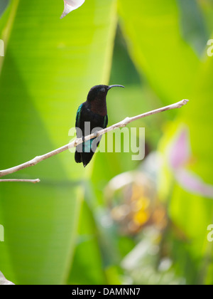 Caraïbes : Sainte-lucie Oiseaux Banque D'Images