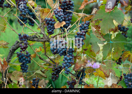 Vigne raisin, vigne (Vitis vinifera 'Boskoop Glory', Vitis vinifera Boskoop Glory), le cultivar Boskoop Glory Banque D'Images