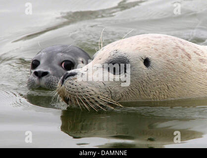 A plusieurs heures de nage l'ancien joint nid pour sa mère à la côte ouest au parc Saint- Peter-Ording, Allemagne, 26 juin 2011. Le joint est né dans la nuit du 25 au 26 juin. Photo : Wolfgang Runge Banque D'Images