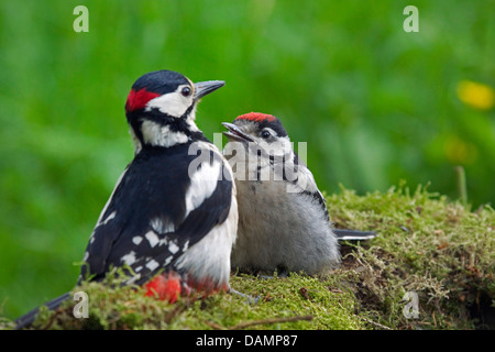 Great spotted woodpecker (Picoides major, Dendrocopos major), le suppliant d'être nourris, Allemagne Banque D'Images