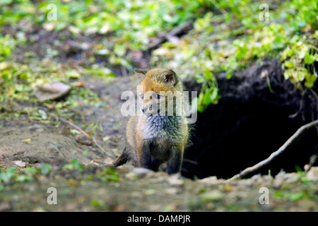 Le renard roux (Vulpes vulpes), fox cub comité permanent à l'curieusement den, Allemagne Banque D'Images