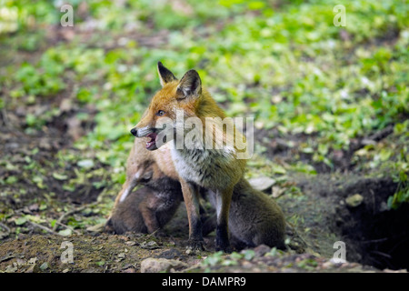 Le renard roux (Vulpes vulpes), deux suceurs vixen fox cubs au den, Allemagne Banque D'Images