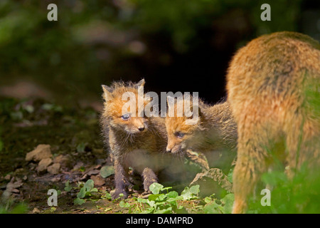 Le renard roux (Vulpes vulpes) renard, deux cubes à l'animal adulte à la den, Allemagne Banque D'Images