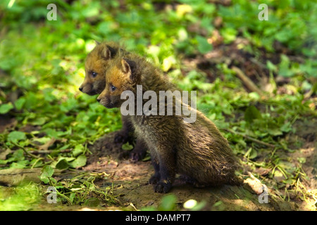 Le renard roux (Vulpes vulpes), deux fox cubs assis à la den, curieusement l'Allemagne Banque D'Images