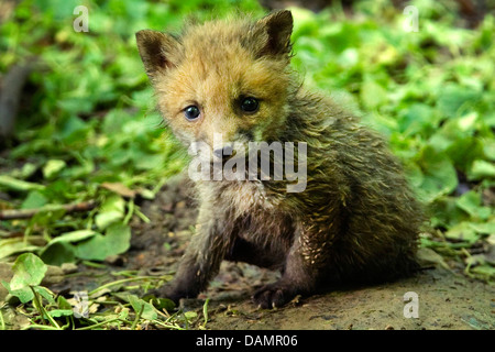 Le renard roux (Vulpes vulpes), fox cub assis à la den, Allemagne Banque D'Images